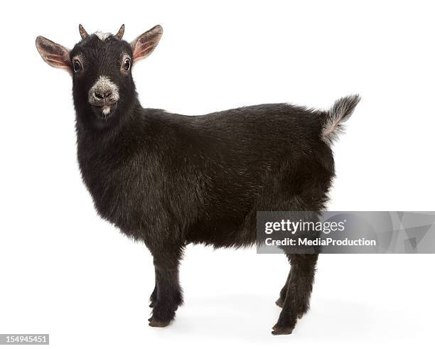 bright eyed and busy tailed miniature goat - geit stockfoto's en -beelden