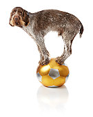 Old dog doing balance trick on ball