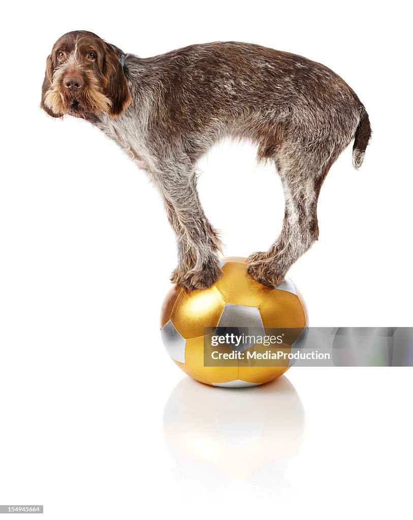 Old dog doing balance trick on ball