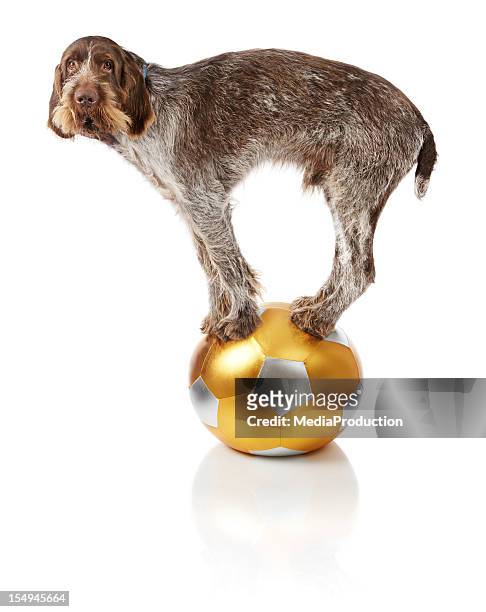 old dog doing balance trick on ball - animal tricks stock pictures, royalty-free photos & images
