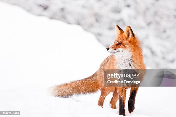 fox porträt - fuchs stock-fotos und bilder