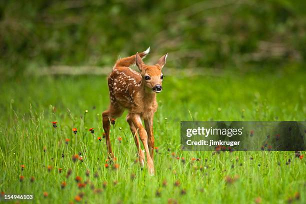 whitetail deer fawn in field of indian paintbrush flowers. - reekalf stockfoto's en -beelden