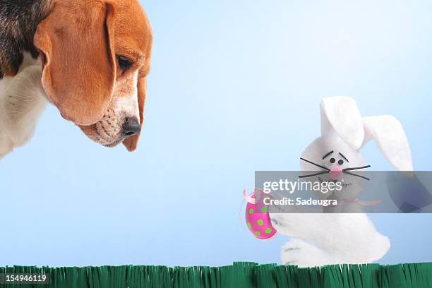 easter egg hunter - dead dog stock pictures, royalty-free photos & images