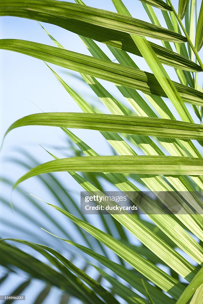 Majesty Palm and Blue Sky Close-Up