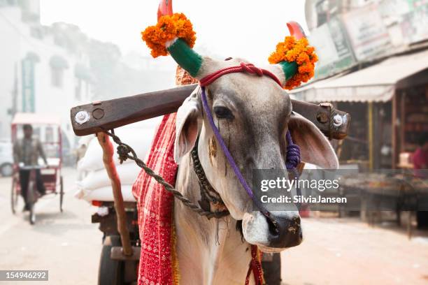 cow in an indian street - new delhi street stock pictures, royalty-free photos & images