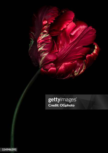 red parrot tulip - dark floral stockfoto's en -beelden