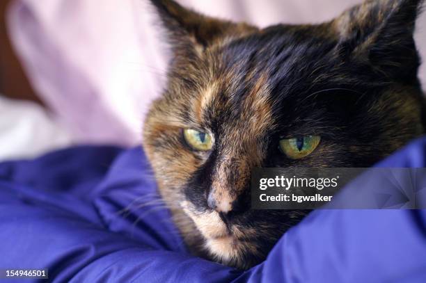 Um Gato Com Brown Riscas H Esperana, Foto de stock