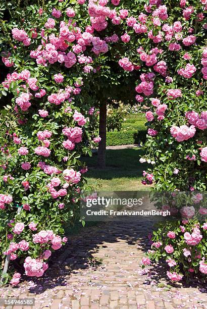 pink rose gate - formal garden gate stock pictures, royalty-free photos & images