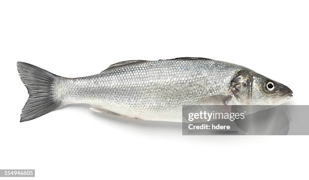 a single sea bass on a white background - sea bass stock pictures, royalty-free photos & images
