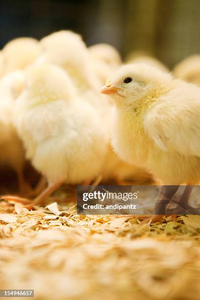 bunches of chicks - baby chicken stock pictures, royalty-free photos & images