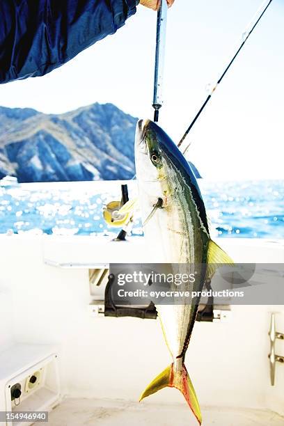 yellow tail game fish fishing - big game fishing bildbanksfoton och bilder