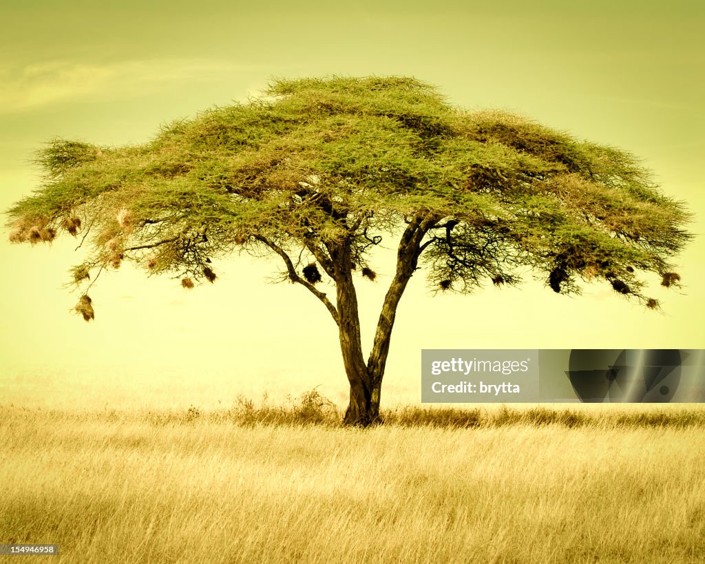 Acacia tree in the dry season, Serengeti National Park,Tanzania