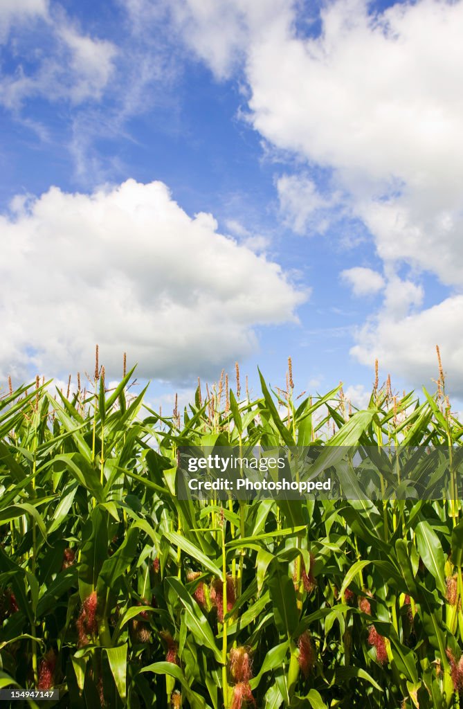 Campo de maíz con cielo azul