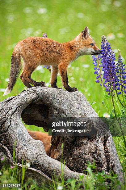 playful red fox pup curiously smelling spring flowers. - animal sniffing stockfoto's en -beelden