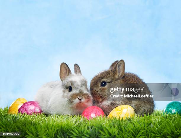 easter bunny - easter bunny stock pictures, royalty-free photos & images