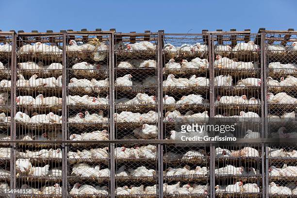 chicken in battery cage under bad condition - birdcage stockfoto's en -beelden