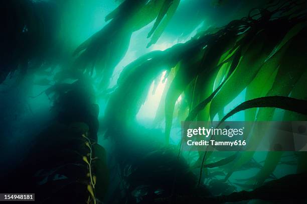 california kelp forest - deep sea stockfoto's en -beelden