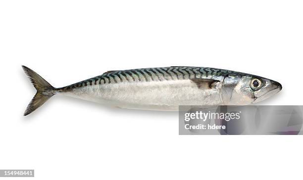 makrele, isoliert auf weißem hintergrund - fish stock-fotos und bilder