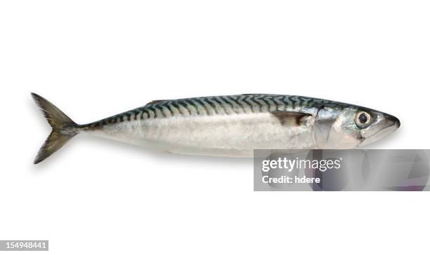 mackerel isolated on white background - fiskar bildbanksfoton och bilder