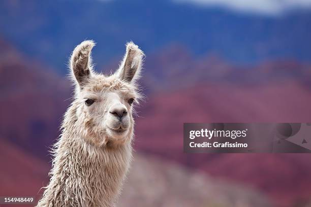 blanco, arreo de llama en argentina sudamérica salta - animals fotografías e imágenes de stock