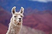 White llama in argentina south america Salta province