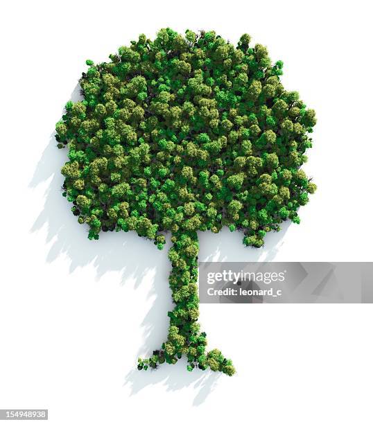 green tree - reforestation stock pictures, royalty-free photos & images