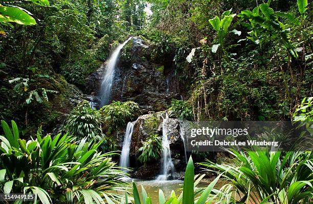 cascata série - tobago imagens e fotografias de stock