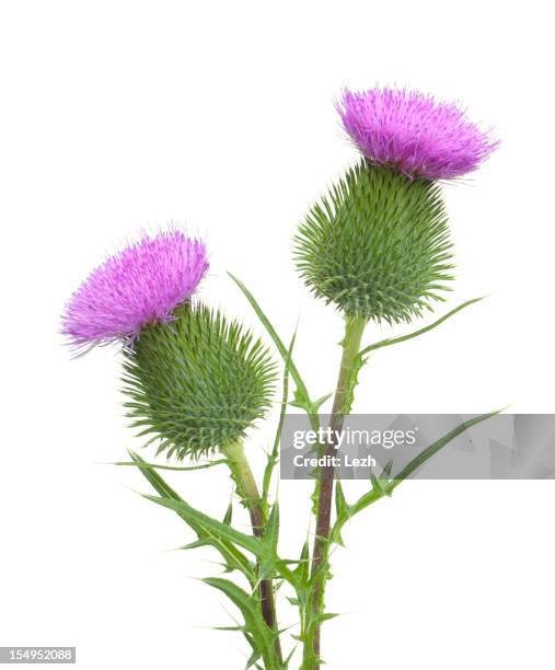 distel - cactus white background stock-fotos und bilder