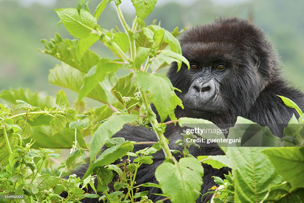 Close up of a male mountain gorilla, wildlife shot