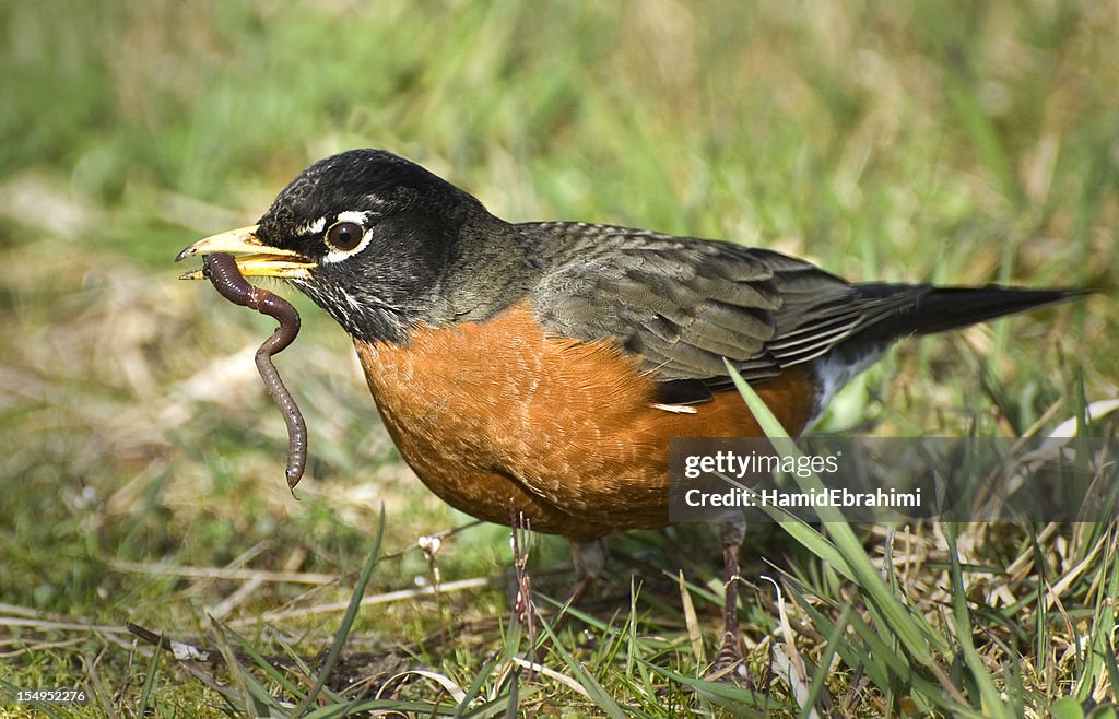 American Robin with wiggling worm in beak