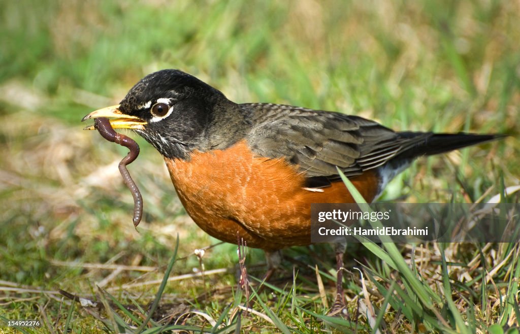 American Robin with wiggling worm in beak