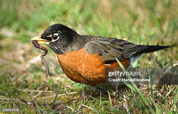 american robin with wiggling worm in beak - early bird catches the worm stock pictures, royalty-free photos & images