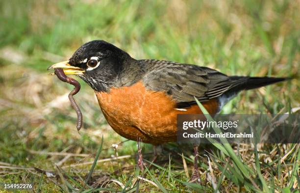 early bird - robin - fotografias e filmes do acervo