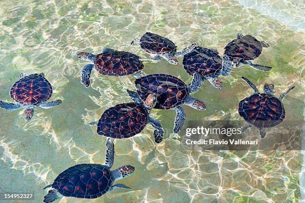 baby turtles at cayman turtle farm - grand cayman stockfoto's en -beelden