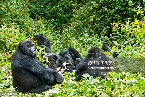 la vie de famille, eastern de plaine de gorilles au congo, la faune photo - gorille photos et images de collection