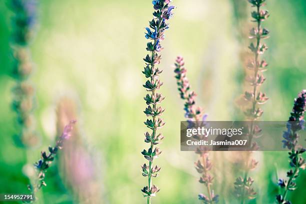 blooming salvia leucantha - mexican bush sage stock pictures, royalty-free photos & images