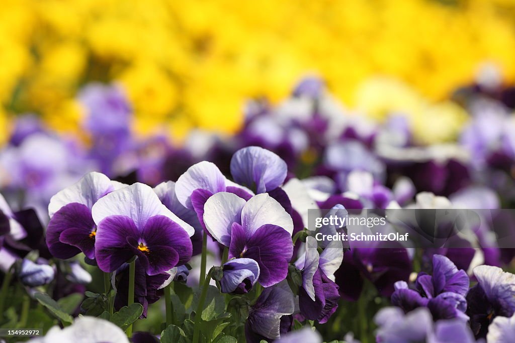 開花 violett 黄色のパンジーフラワーはスプリング
