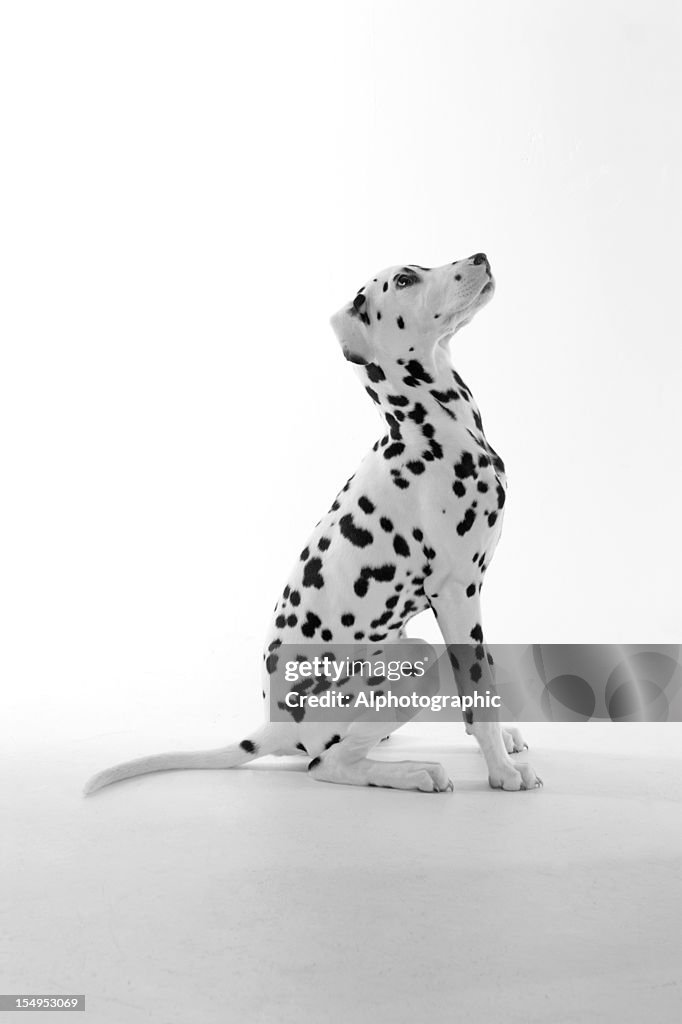 Chiot dalmatien assis et de la recherche