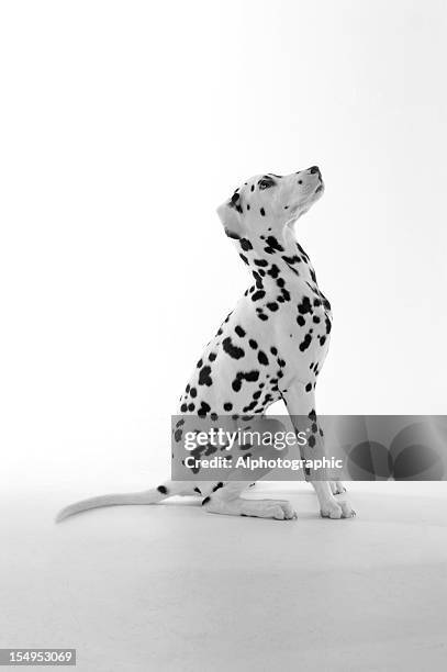 dalmatian puppy sitting and looking up isolated on white - dalmatian bildbanksfoton och bilder