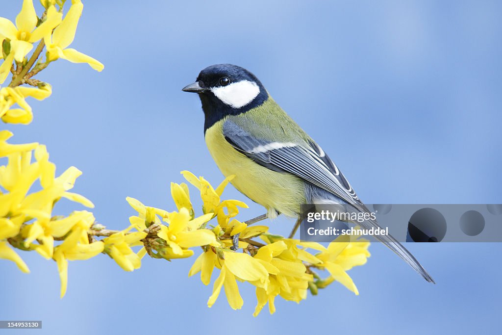 Kohlmeise auf Forsythien Zweig