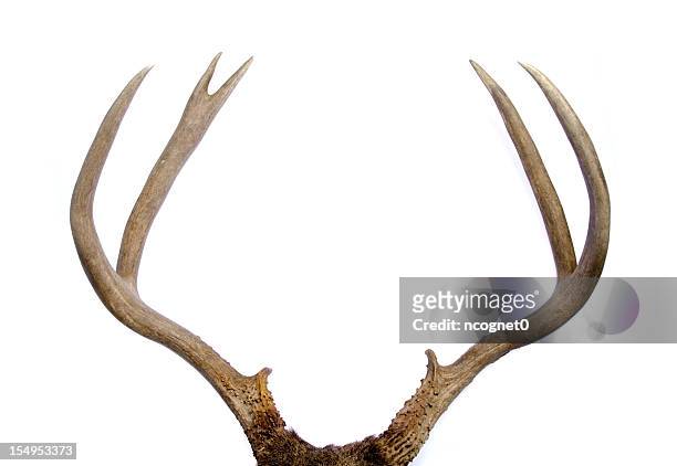 mule deer antlers - horned stockfoto's en -beelden