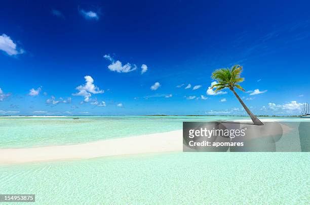 tropical white sand cay beach with lonely coconut palm tree - caraïbische zee stockfoto's en -beelden
