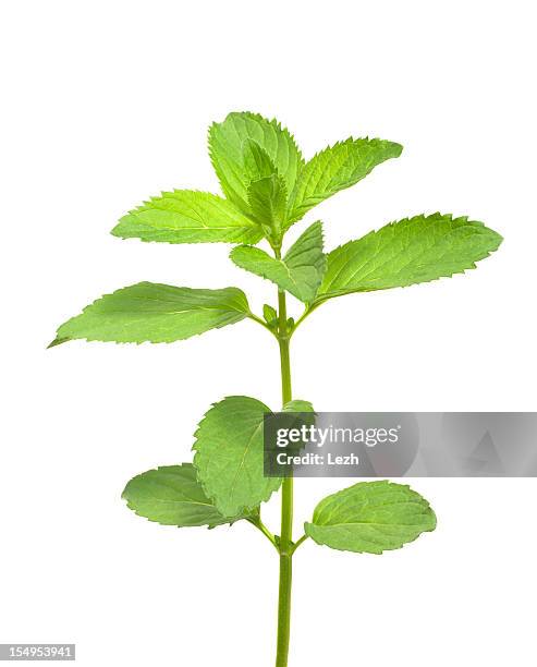 isolated mint - isolated twig stockfoto's en -beelden