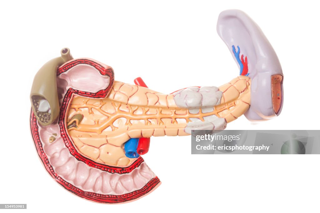 Pancreas su sfondo bianco