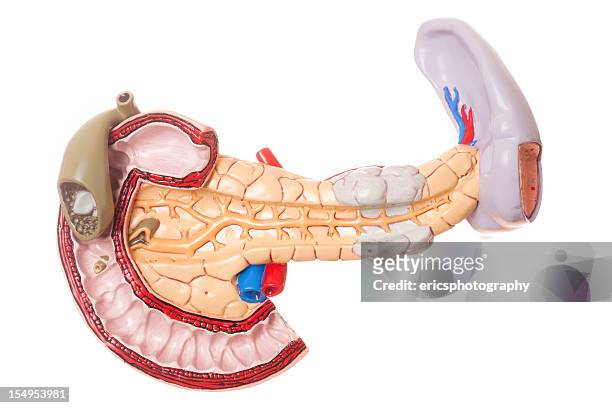 pancreas on white background - spleen stock pictures, royalty-free photos & images
