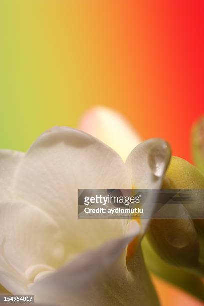 easter lily on colorful background - rainbow and growth stock pictures, royalty-free photos & images