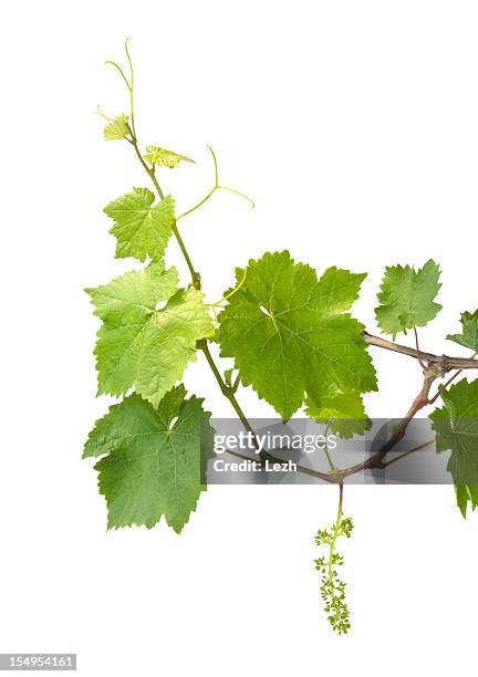 young grapevine - klimplant stockfoto's en -beelden