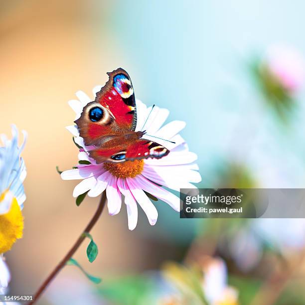 paon de jour pollinating fleur de marguerite - paon de jour photos et images de collection