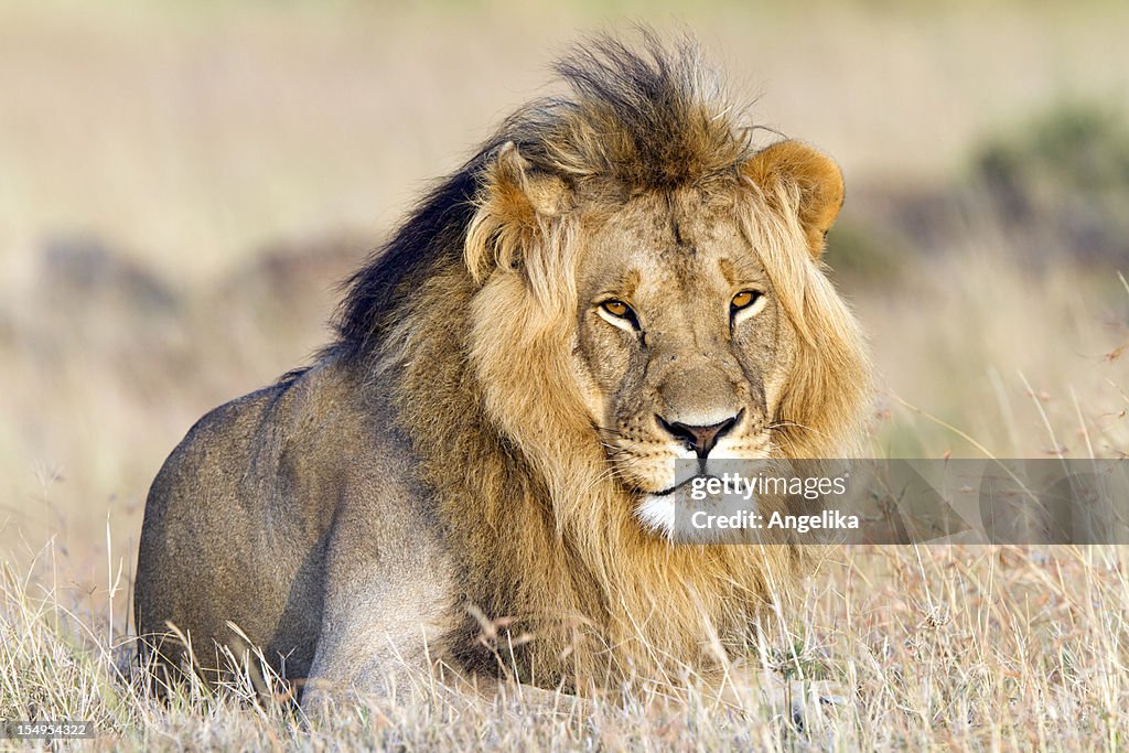 Lion resting, Masai Mara, Kenya