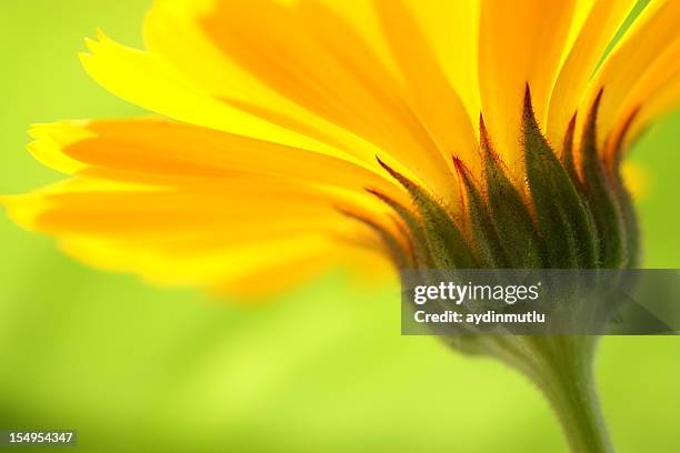 closeup of the stem of a yellow daisy with green background  - bloemen closeup stockfoto's en -beelden